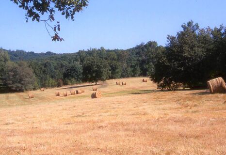 Sommerlandschaft
