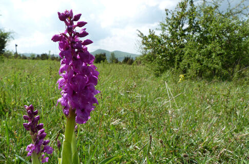 Orchideen in Wacholderheide am Dörnberg