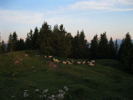 Göriacher Alm - Dolinzaalm
