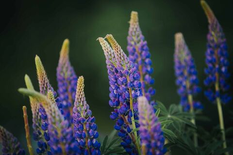 Blumen am Waldesrand