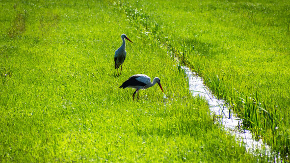 Störche in der Osteniederung am NORDPFAD Vörder See - Osteland