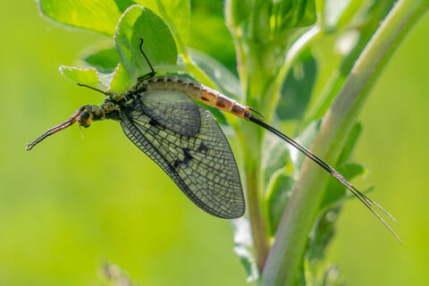Fliege am Wegesrand