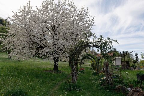 Bluescht Altendorf