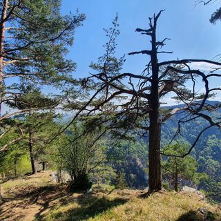 Ausblick vom Gösser, Oststeiermark