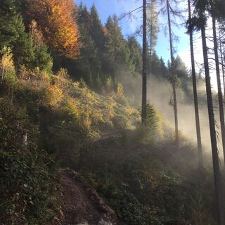 Waldweg zum Müllerfuchs