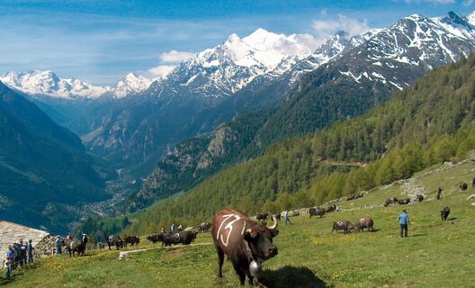Alp Pletsche