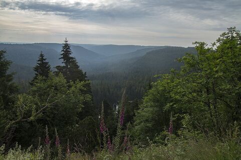 Wildseeblick