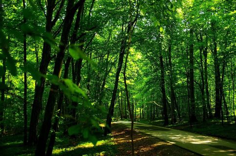 Schattenspendende Wälder