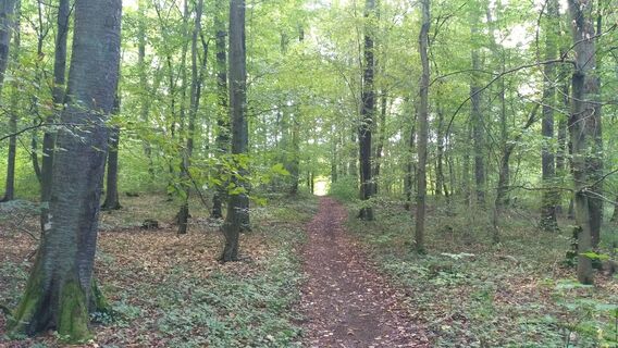 Pfarrwald