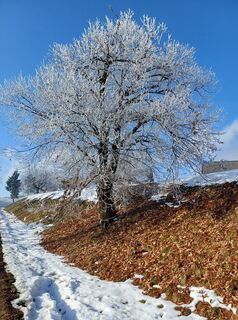 Photo de Heide Schoegler le long du parcours