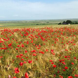 Ault-Woignarue-Wanderung-Les-Huttes-CCVS-2016