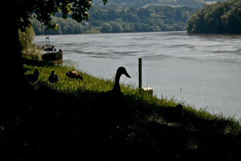 Donau bei Ottensheim