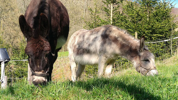 Esel bei der Ölmühle