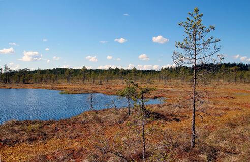 Bunte Sumpfnatur beim Rundweg Kirveslampi