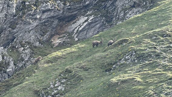 Fotografia z Florian Halbmayr na trase
