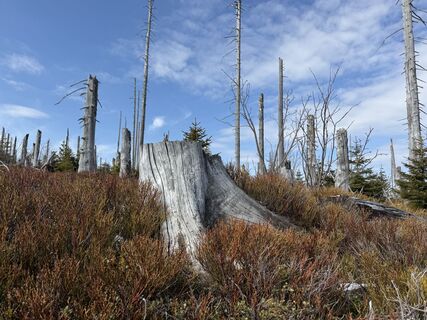 Fotografija s spletne strani Natur_erleben_dg na poti