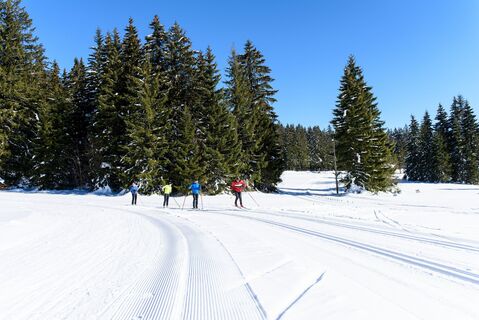 Langläufer auf der Loipe vor Wald