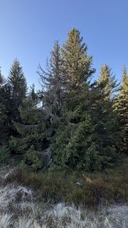 Foto från Zsolt Kozsla under resans gång