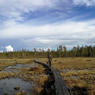 Wanderweg durch Sumpfgebiet in Salla