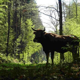 Taurusrind in der Uhlstädter Heide