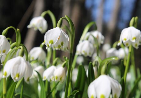 Frühlingsknotenblumen - Mühlwald (St. Ruprecht an der Raab, Etzersdorf)