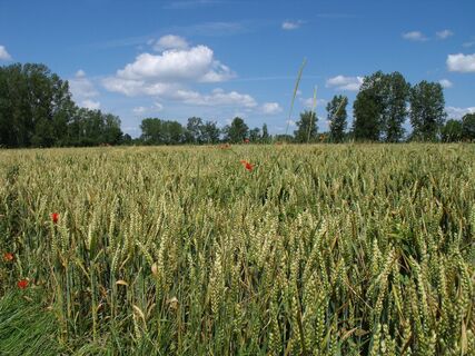 blé coquelicots 1 © OTPBB