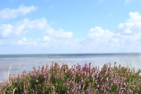 Braderuper Heide am Wattenmeer