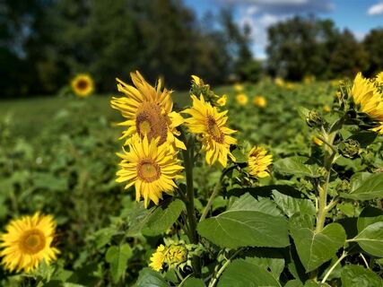 Sonnenblumenfeld in der Oststeiermark