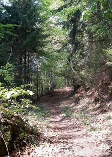 Gaildorf - Singletrail 3