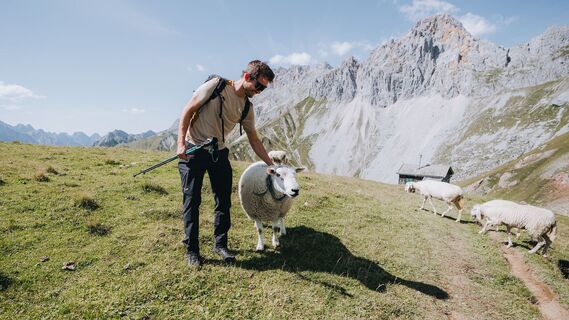 Wanderer mit Schafen am Scharnitzjoch