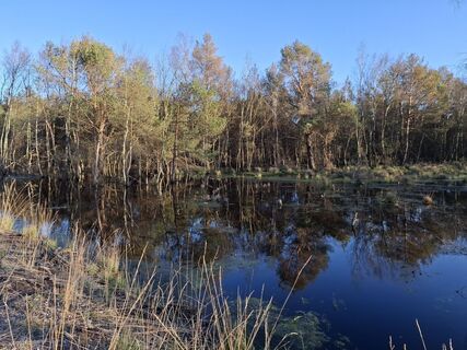 Photo de nordbergschnecke le long du parcours