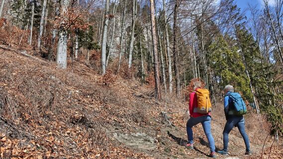 Ausschau nach der Küchenschelle im Felsen