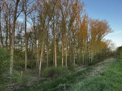 Foto de Schaali a lo largo del recorrido