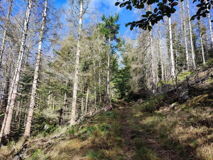 Wanderweg Pestwurz zum Lindberger Schachten