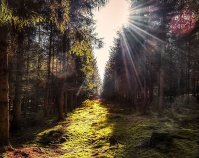 Dippoldiswalder Heide