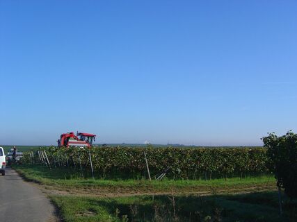 Traubenvollernter im Einsatz