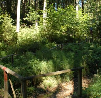 Waldweg, St. Ruprecht an der Raab, Oststeiermark