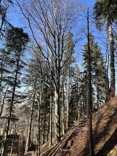Fotografija s spletne strani Bernhard Schmid na poti