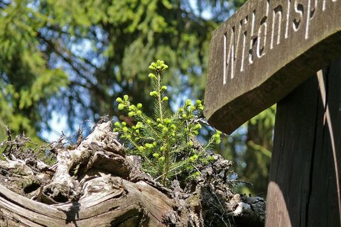Baumnachwuchs auf dem Wildnispfad Altenau