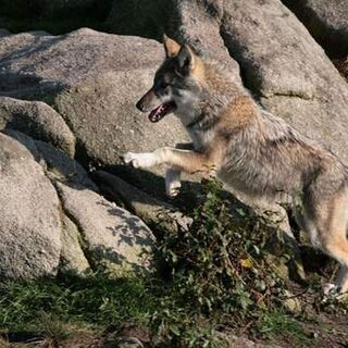 ECOMOBILITECreuse GueretBoucleLouploup-2 330 px-r