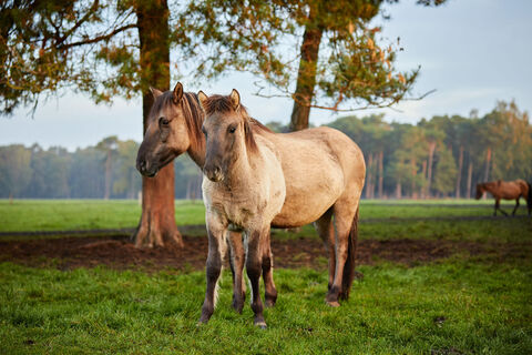 Wildpferde im Merfelder Bruch