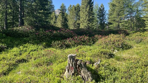 Foto von Pezzotta entlang der Tour