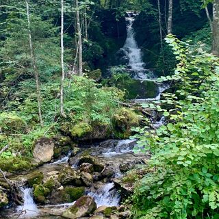 natur.BANK.wege | Weyer | Hobischalm | 333507 - Hammergraben