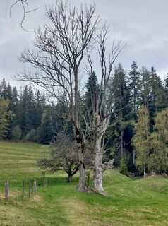 Fotografie z Franz Hasenberger na trase