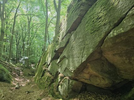 Fotografija s spletne strani Wil van Delft na poti