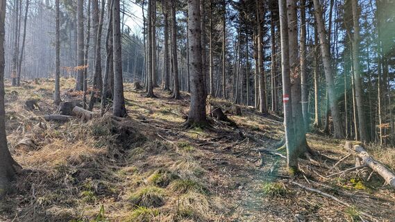 Fotografia z sanktkollmann na trase