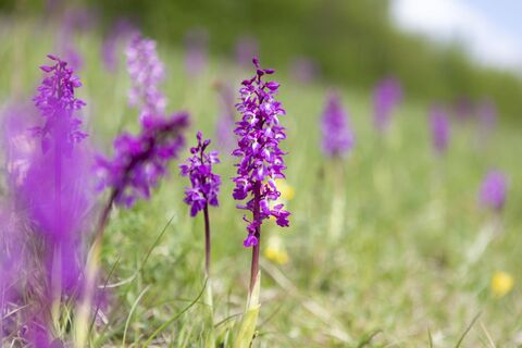 Orchideen im Orchideengebiet Gersheim