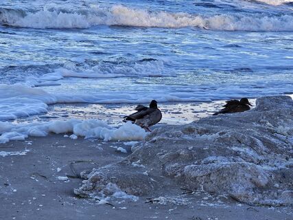 Foto von Apfelblüte entlang der Tour