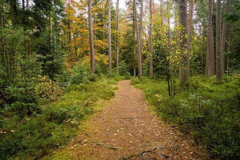 Schwarzwald-Weg beim Bulerwaldstern