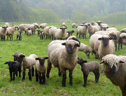 Natursteig Sieg Etappe 05